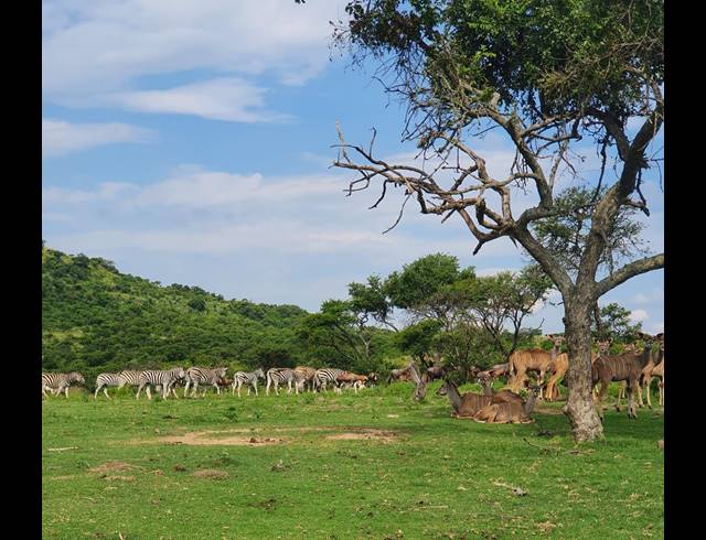 20,000,000M² FARM FOR SALE IN ESTCOURT RURAL